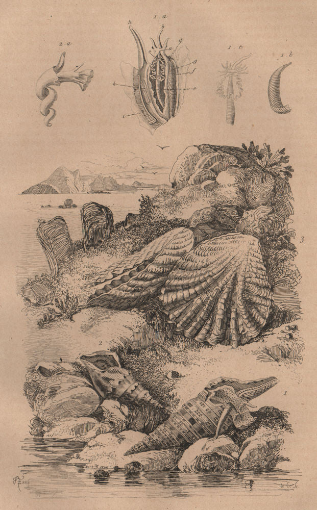 MOLLUSCS. Pleurotomia. Plicatula 1834 old antique vintage print picture